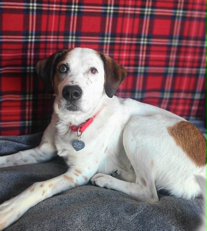 Picture of the Animal Listed